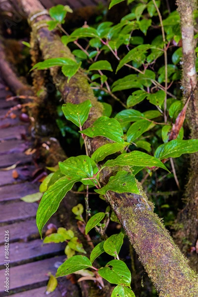 Fototapeta Plants on the tree in Ang Ka Luang Nature Trail
