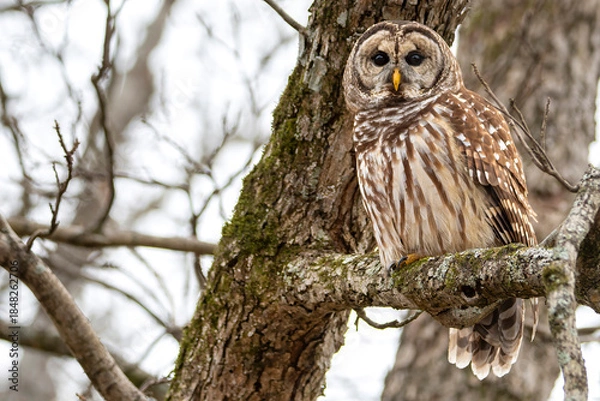 Obraz Barred Owl Perched