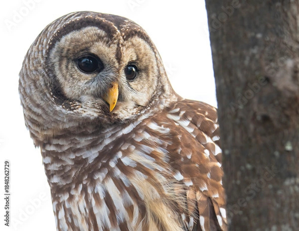 Obraz Barred Owl Perched