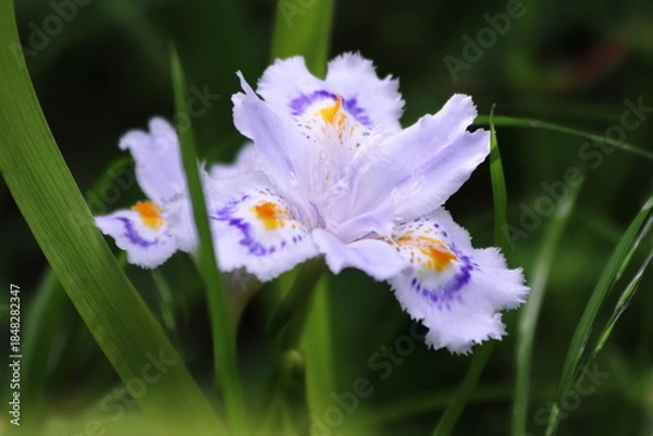 Obraz 白いシャガの花