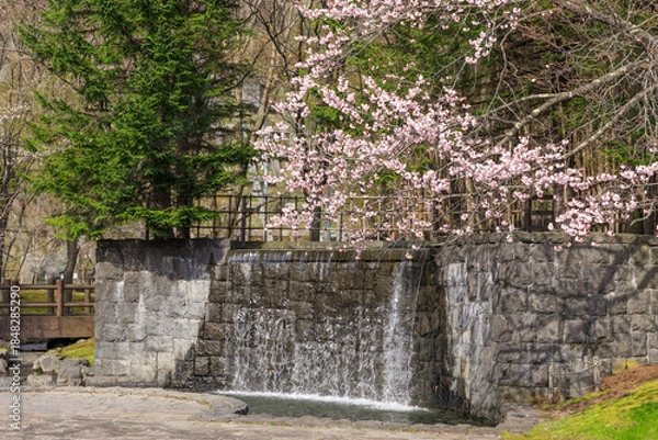 Obraz 北海道千歳市、北海道まちづくり百選に選ばれた名水ふれあい公園の壁泉と桜【5月】