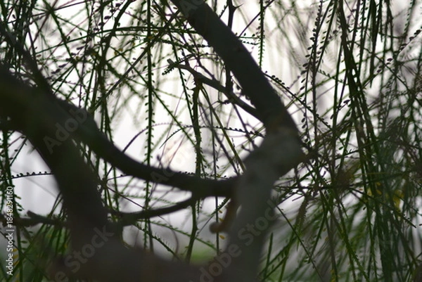 Obraz Butterfly Pea behind the leaves.