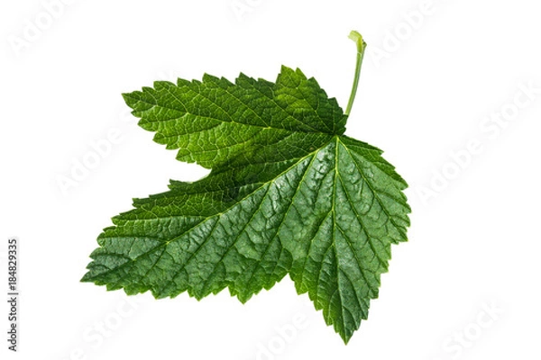 Obraz Currant leaf