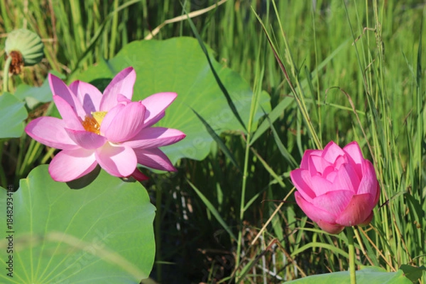 Fototapeta 神野公園　大賀ハス