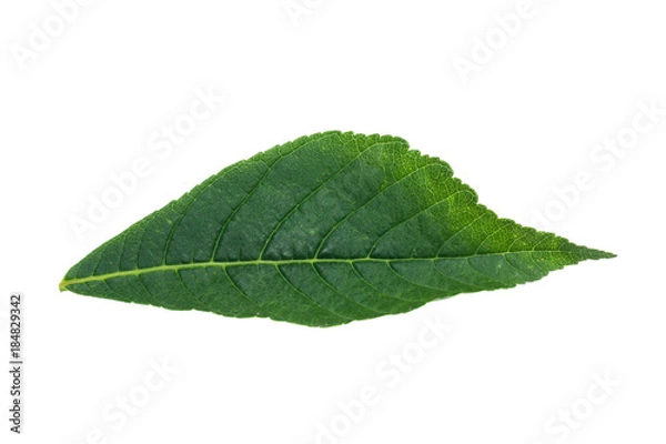 Obraz chestnut leaf