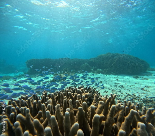 Obraz 熱帯の珊瑚礁で遊泳する熱帯魚たち
