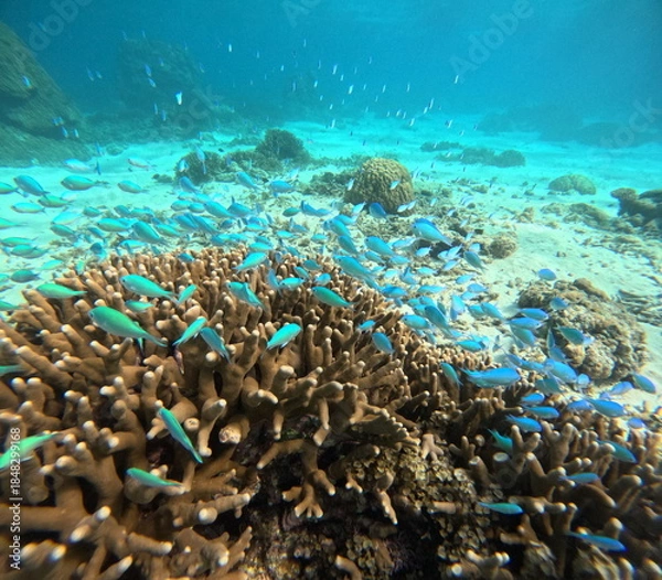 Obraz デバスズメダイの群れと珊瑚礁の水中風景
