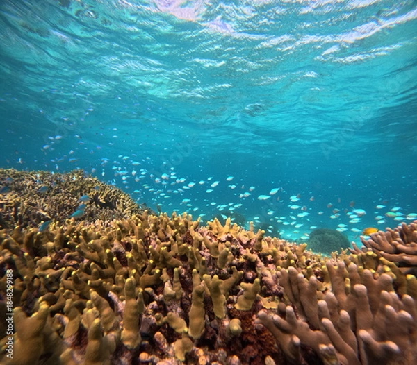 Obraz 透明な海中で漂う色鮮やかな小魚たち