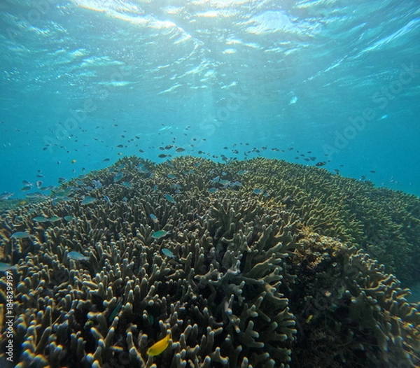 Obraz 石垣島のサンゴ礁を泳ぐ熱帯魚の群れ