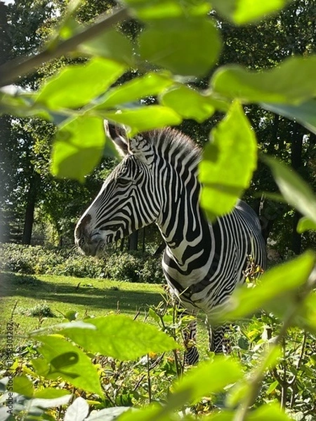 Fototapeta zebra in park