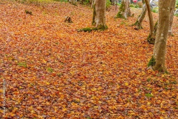 Fototapeta カラフルなモミジの紅葉の落ち葉が敷き詰められた古いお寺の境内の情景