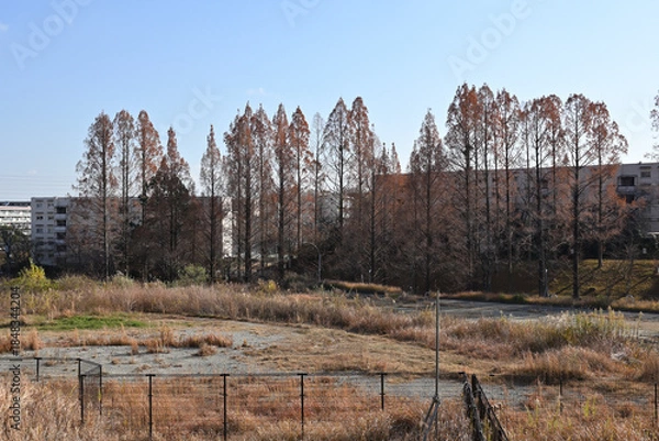 Obraz 千里ニュータウン古江台（大阪府吹田市）の府営千里古江台住宅とメタセコイアの並木道