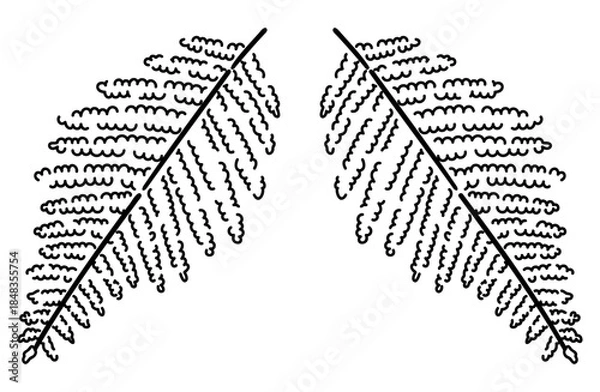 Obraz ウラジロ（シダ）の手描きイラスト（線画・白バック）