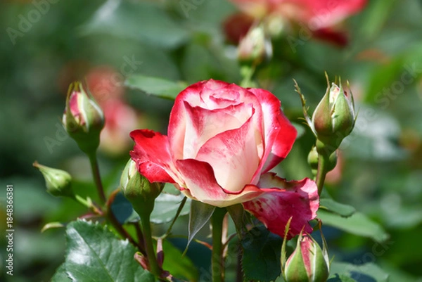 Obraz バラ「ジュビレ・デュ・プリンス・ドゥ・モナコ」Rose  'Jubile du prince de Monaco'