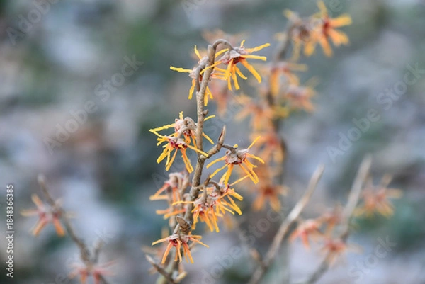 Obraz ニシキマンサク　Chinese fringe flower
