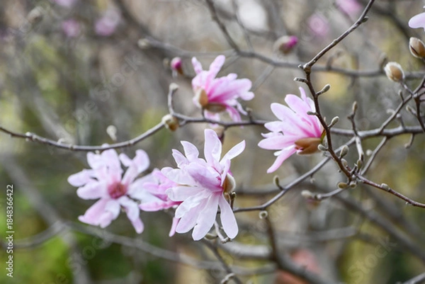 Obraz シデコブシ　Star Magnolia