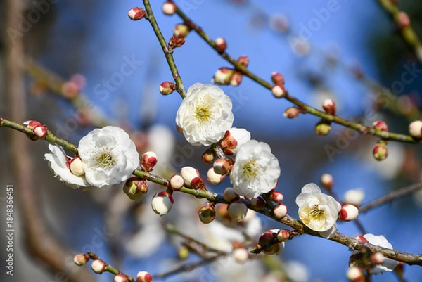 Obraz 梅の花「玉牡丹」　Plum blossom 'Tama-botan'