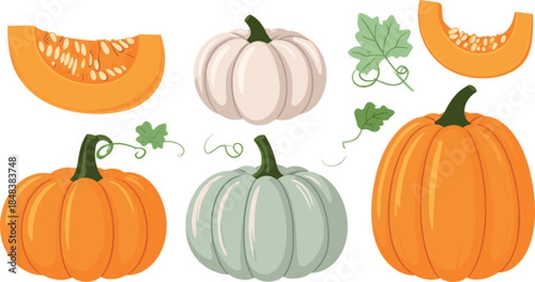 Fototapeta Flat Style Pumpkin and Squash Collection with Whole and Sliced Gourds Illustration