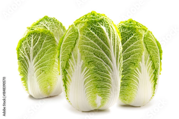 Obraz 日本の冬野菜の白菜