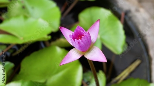 Fototapeta A close-up top view of a vibrant purple water lily flower beginning to open, showing delicate petals and a bright pink center against the soft green of floating lily pads.