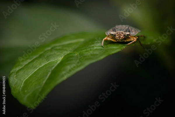 Obraz Toad bug found resting on a leaf in the Brisbane Botanical Gardens, Queensland.