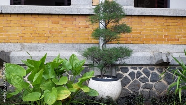Fototapeta A spiral-trimmed conifer tree in a white speckled pot sits against an architectural backdrop of yellow bricks and grey stone masonry, flanked by large green leafy plants.