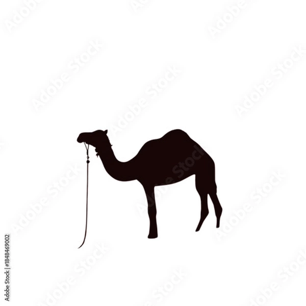 Fototapeta A camel standing alone in a desert landscape viewed from the side