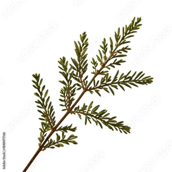 Fototapeta A close-up illustration of a sprig of fir branches with green needles against a white background