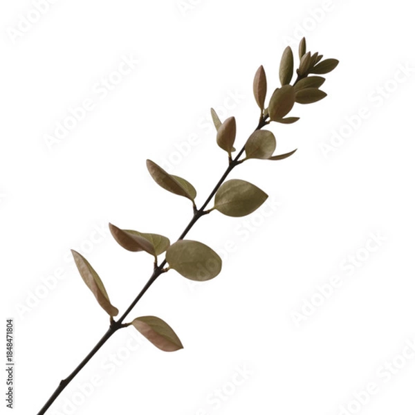 Fototapeta A close-up of a stem with brown leaves against a white background from a direct viewpoint