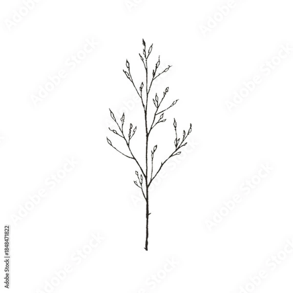 Fototapeta A simple black and white illustration of a single bare tree or plant with branches and buds