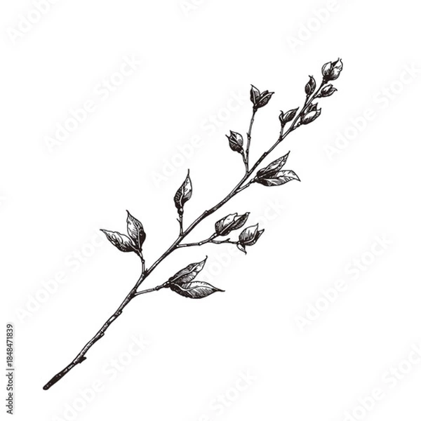 Fototapeta A detailed black and white illustration of a stem with leaves and buds viewed from the side