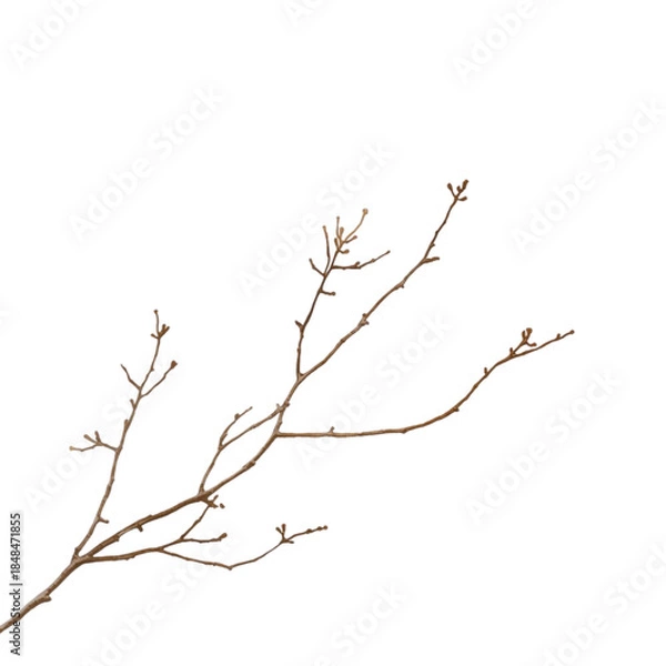 Fototapeta A close-up view of a bare branch against a white background showcasing its intricate structure