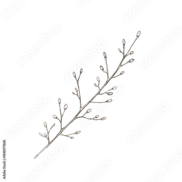 Fototapeta A delicate illustration of a twig with buds on a white background