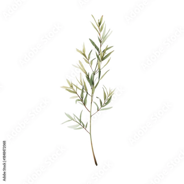 Fototapeta A single stem of green leaves isolated on a white background viewed from the side