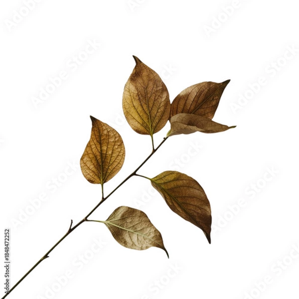 Fototapeta A branch with autumn leaves viewed from a close-up perspective against a white background