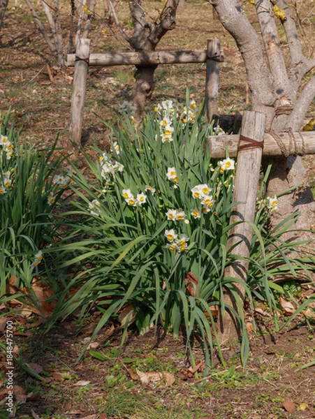 Fototapeta 水仙の花