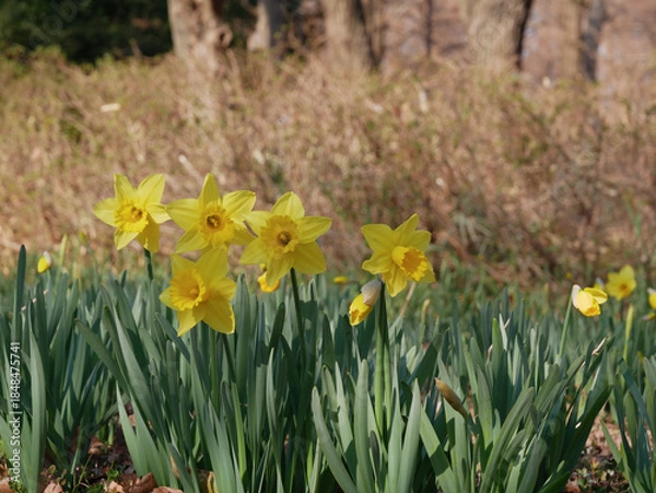 Fototapeta 水仙の花