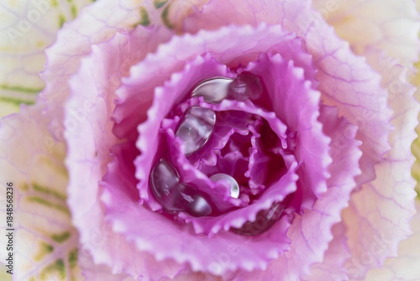 Fototapeta flowering kale