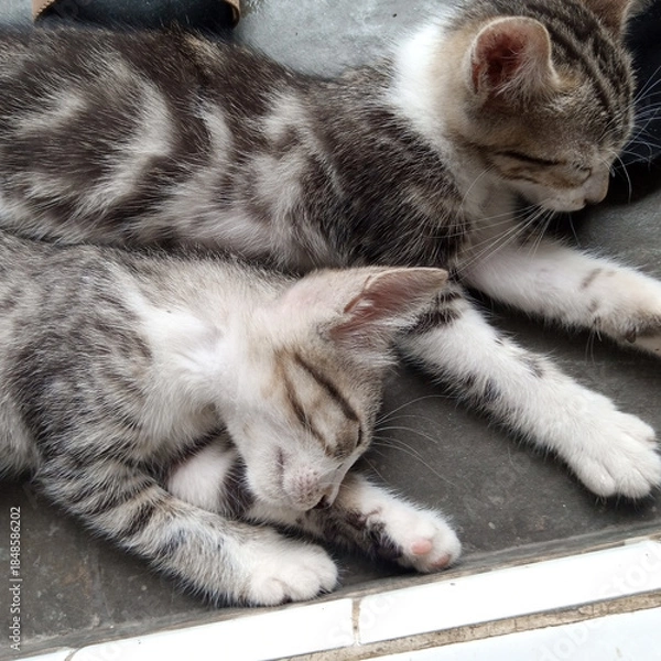 Obraz Grey Kitten Sleep