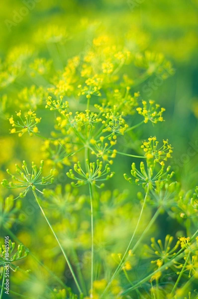 Obraz fragrant fennel on green
