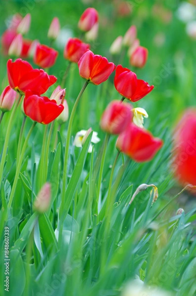 Obraz Red tulips in the garden
