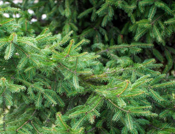 Obraz Green spruce background. Coniferous tree. Selective focus.