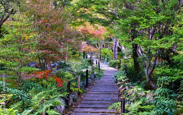 Fototapeta 京都、宝筐院の庭園