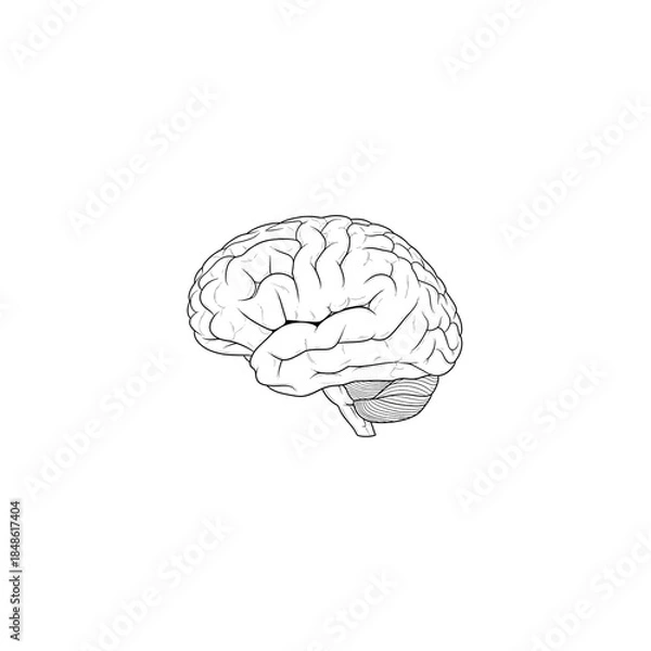 Obraz Human Brain Anatomy Intelligence and Mind Concept Vector Illustration