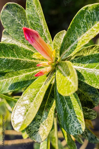 Obraz Adenium Leaf Pattern Close Up