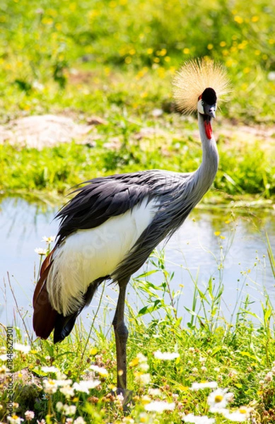 Obraz Grey Crowned Crane Standing in Grass Near Water