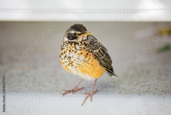 Obraz Young American Robin Perched on a Window Sill