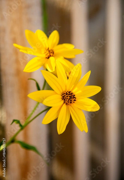 Obraz Two Bright Yellow Flowers Blooming in the Summer Sunlight