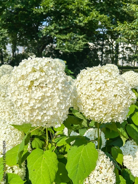 Obraz White Hydrangea Blossoms in Park