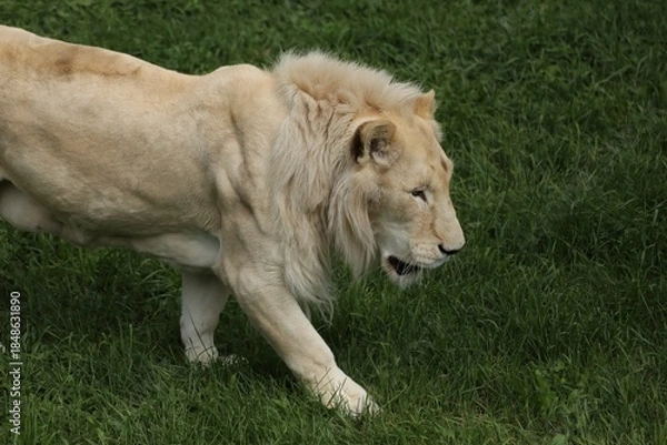 Obraz White Lion Walking Through Grassy Field